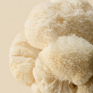 1,000MG ORGANIC LION'S MANE